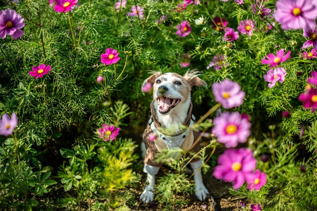 Schick durch den Frühling – Fashion Trends für Hund und Halter