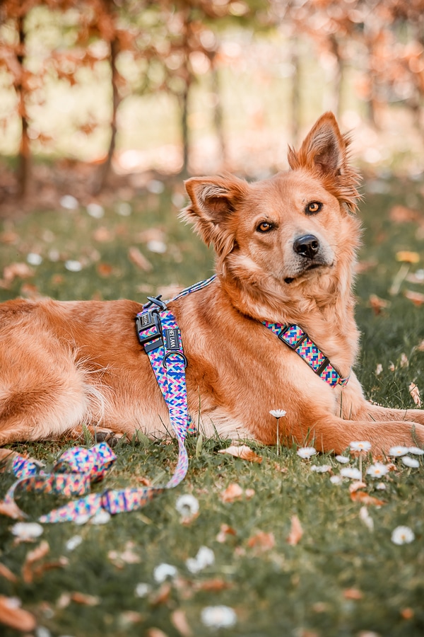 Hundekotbeutelhalter Für Die Leine – 3 Stück, Verstellbar, Einfach Zu Befestigen, Hände Frei Beim Gassigehen