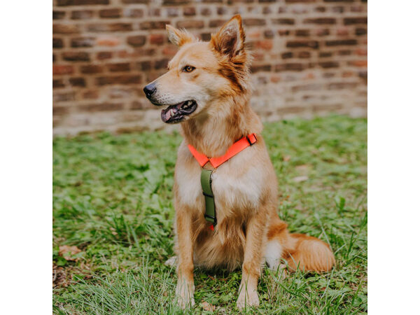 Hund mit Führgeschirr Outdoor Flex ist 5-Fach verstellbar in Neonorange/Grün