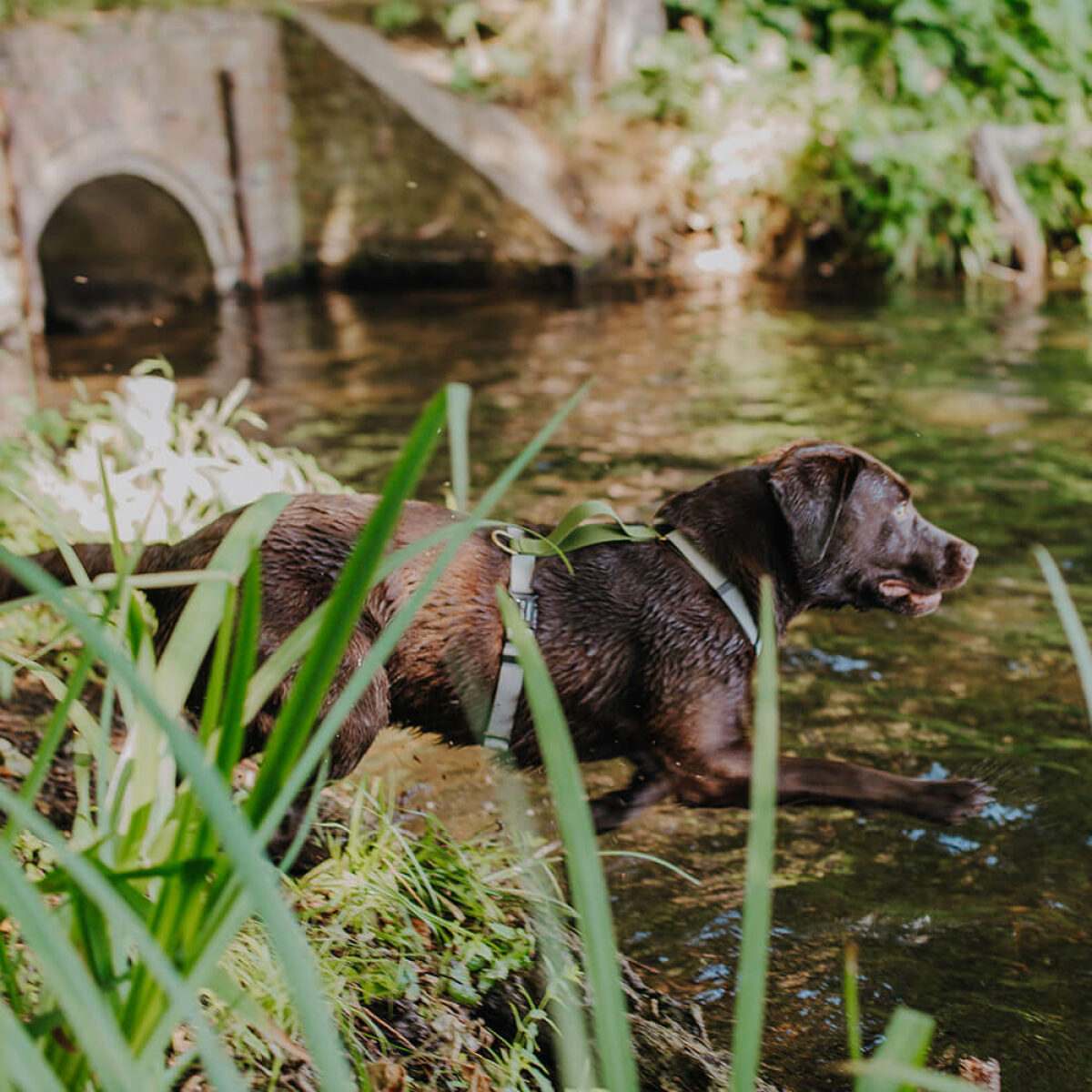 Hund im Wasser mit Führgeschirr - Outdoor FLEX ist 5-fach verstellbar in Grau/Grün