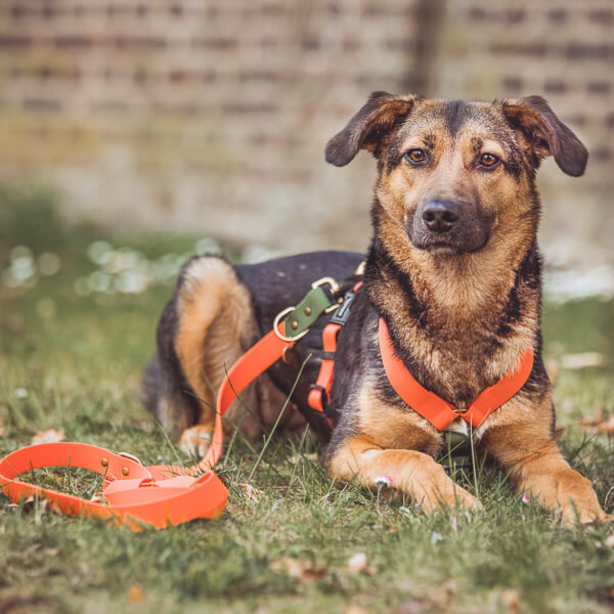 Hund mit biothane Führleine Outdoor FLEX ist 3-fach verstellbar in Orange/Grün