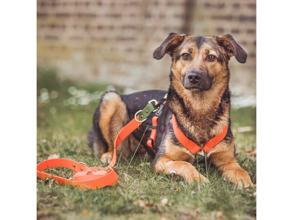 Hund mit biothane Führleine Outdoor FLEX ist 3-fach verstellbar in Orange/Grün