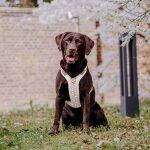 Premium Hundegeschirr Gepolstert - Pink/Beige