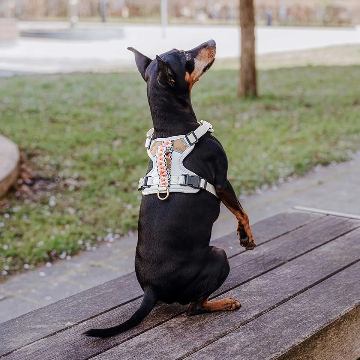 Premium padded dog harness - pink/beige - Image 6