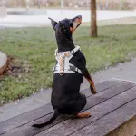 Premium padded dog harness - pink/beige - Image 6