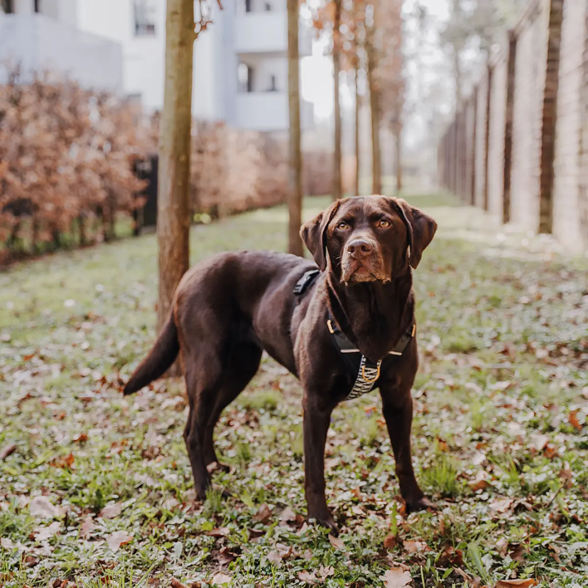 Premium Hundegeschirr Gepolstert - Schwarz/Weiß – Bild 8