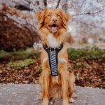 Premium Padded Dog Harness - Black/White - Image 3