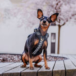 Premium Padded Dog Harness - Black/White