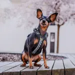 Premium Hundegeschirr Gepolstert - Schwarz/Weiß