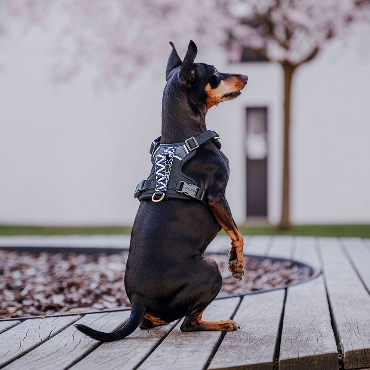 Premium Padded Dog Harness - Black/White - Image 6