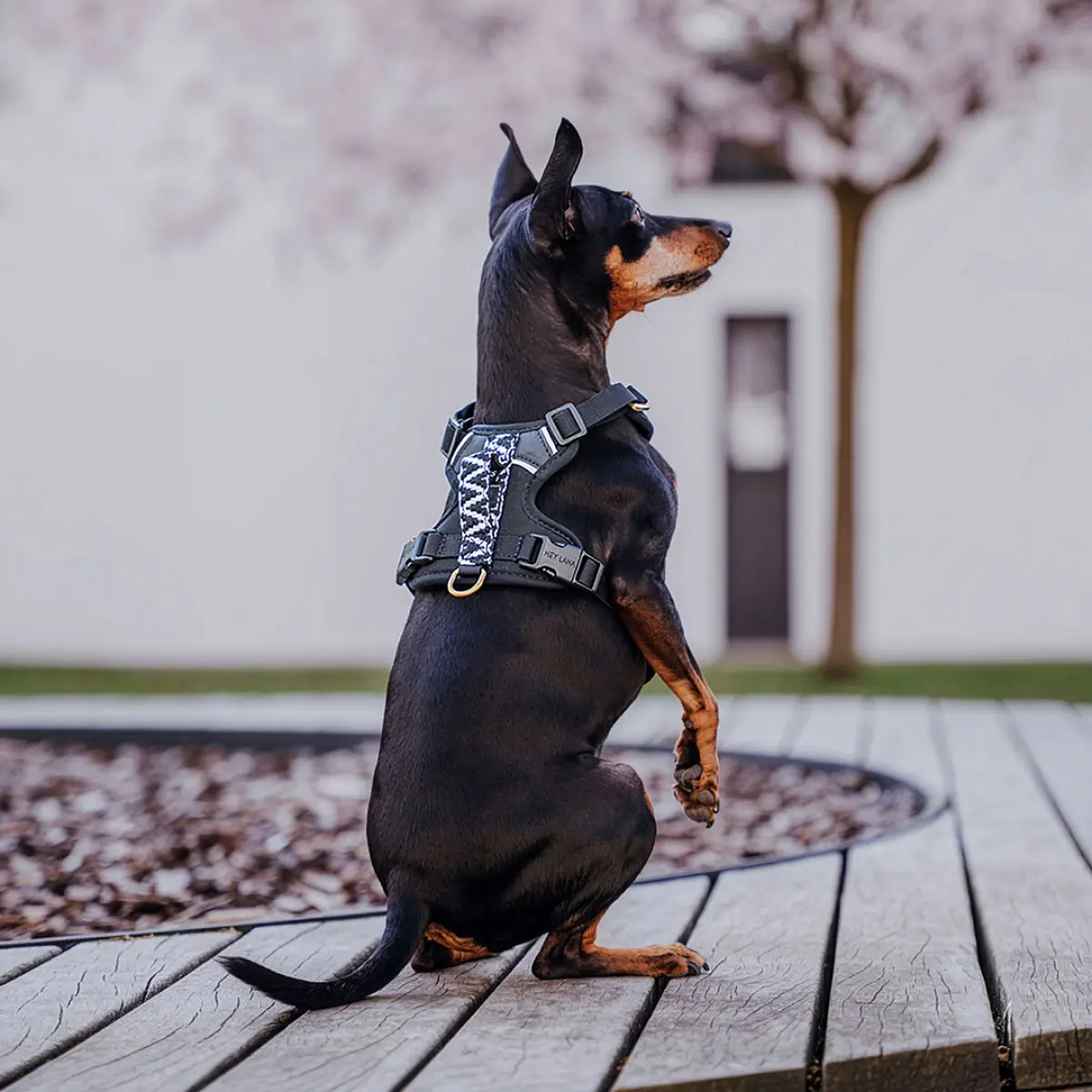 Premium Hundegeschirr Gepolstert - Schwarz/Weiß – Bild 6