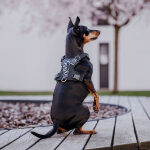 Premium Padded Dog Harness - Black/White - Image 6