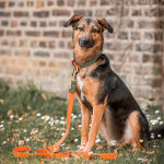 Hund mit Joggingleine Outdoor FLEX ist 3-fach verstellbar in Orange/Grün