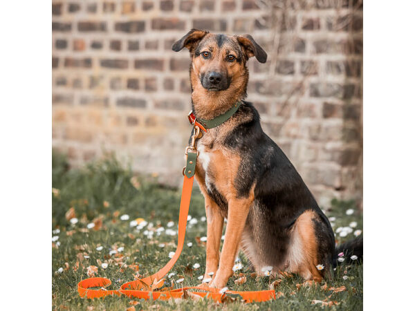 Hund mit Joggingleine Outdoor FLEX ist 3-fach verstellbar in Orange/Grün