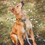 Hund mit Hundehalsband und Leine Outdoor FLEX Wasserfest in Grau/Grün