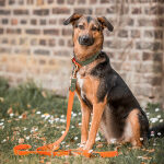 Hund mit Hundehalsband und Leine Outdoor FLEX Wasserfest in Orange/Grün