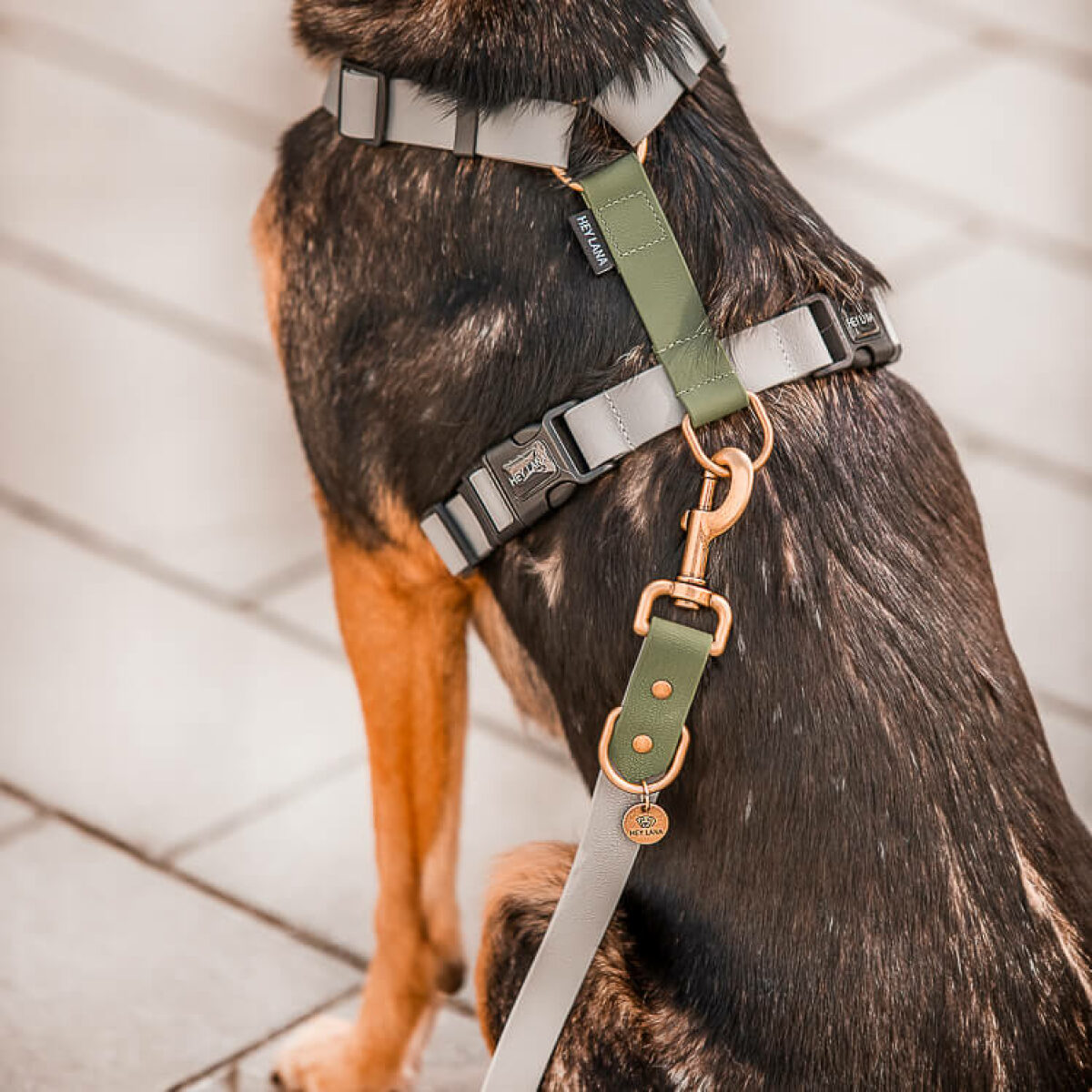 Hund mit Führleine und Geschirr Outdoor FLEX ist 3-fach verstellbar in Grau/Grün