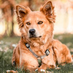 Hunde Führgeschirr - Outdoor FLEX ist 5-fach verstellbar in Grau/Grün
