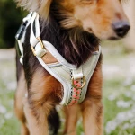 Small dog close-up with premium harness in pink beige