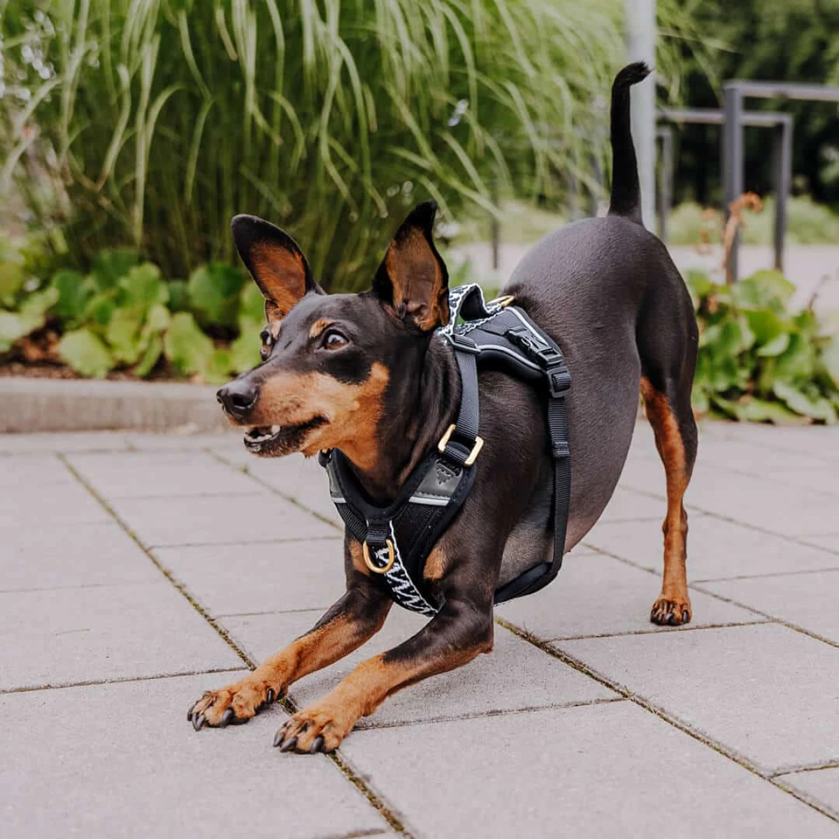 Nylon Hundegeschirr & Leine Set – Westengeschirr, Halsband & 1,5m Leine Für Kleine/mittlere Hunde