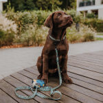 Welpe mit Hundeleine, Hundehalsband und Kotbeutelspender in Gelb/Blau