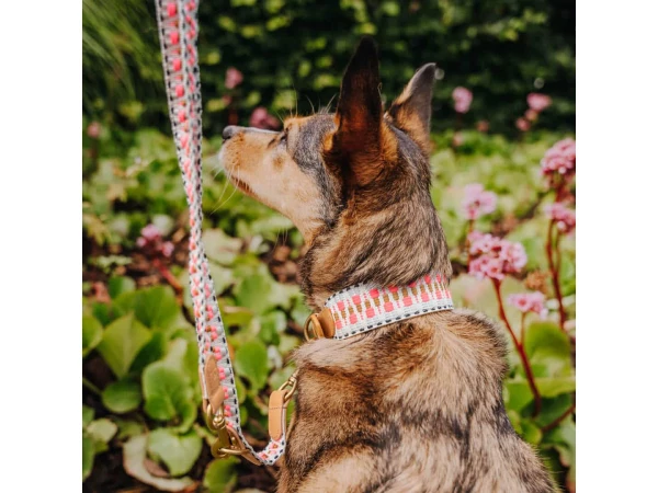 Small dog sits with dog collar and dog leash in pink-beige