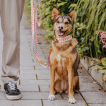 Kleiner Hund sitzt neben Mensch mit Hundehalsband und Hundeleine in Pink-Beige