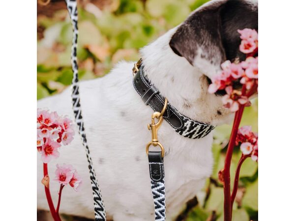 Small white dog Close-up of dog collar and dog leash in black and white