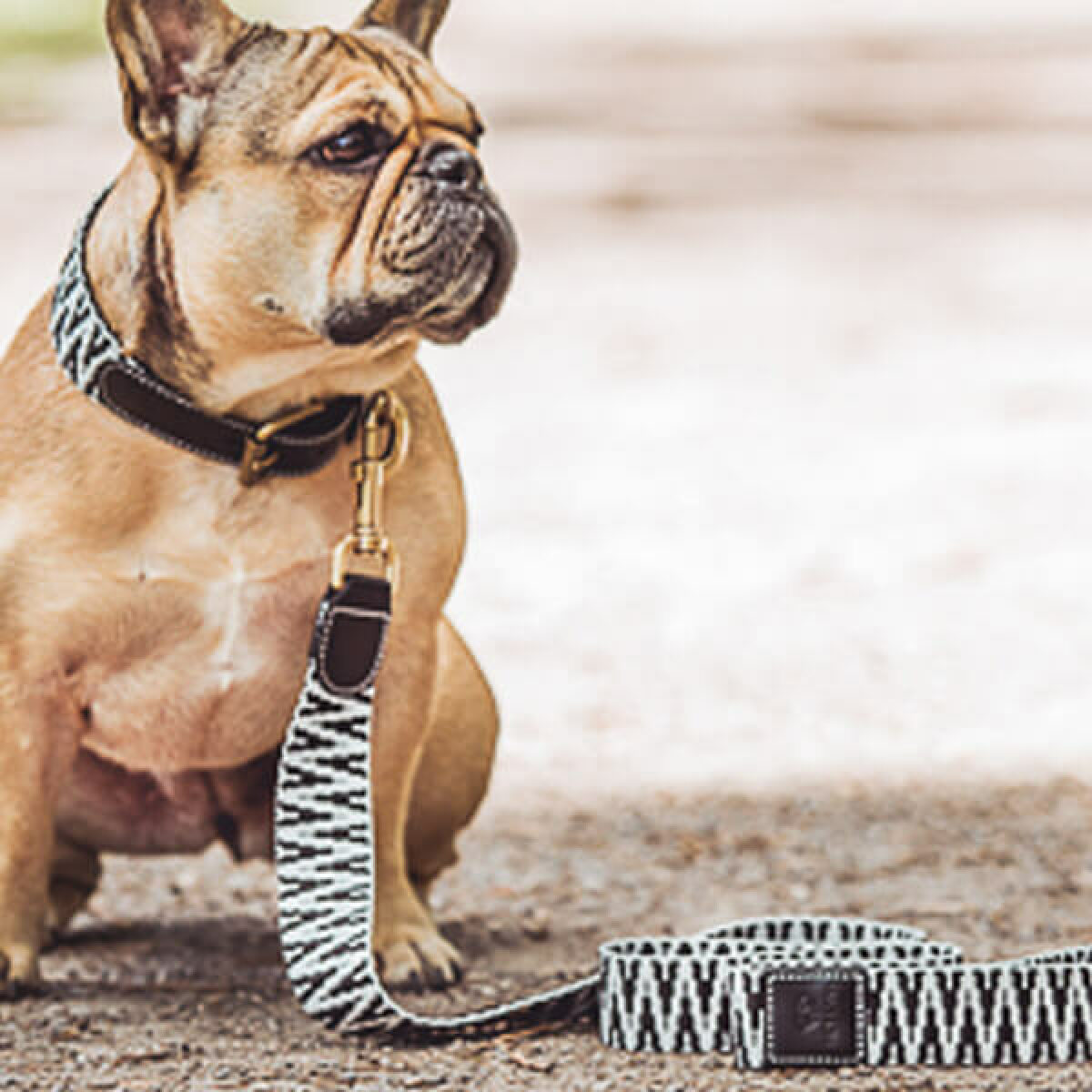 Hund mit Tres Chic Kollektion Halsband und Leine in Schwarz/Weiß