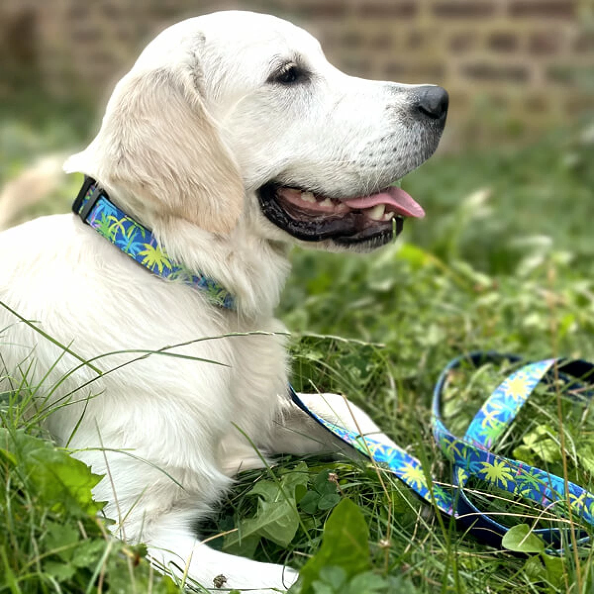 Hund mit Hundehalsband Palm Beach Gepolstert mit Sicherheitsverschluss und Leine Hund mit Hundehalsband Palm Beach Gepolstert mit Sicherheitsverschluss und Leine