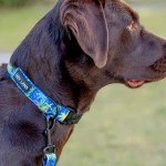 Hund mit Hundehalsband Palm Beach Gepolstert mit Sicherheitsverschluss