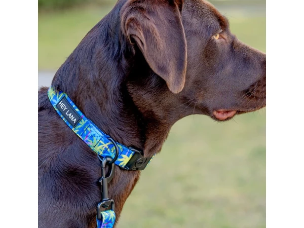 Hund mit Hundehalsband Palm Beach Gepolstert mit Sicherheitsverschluss