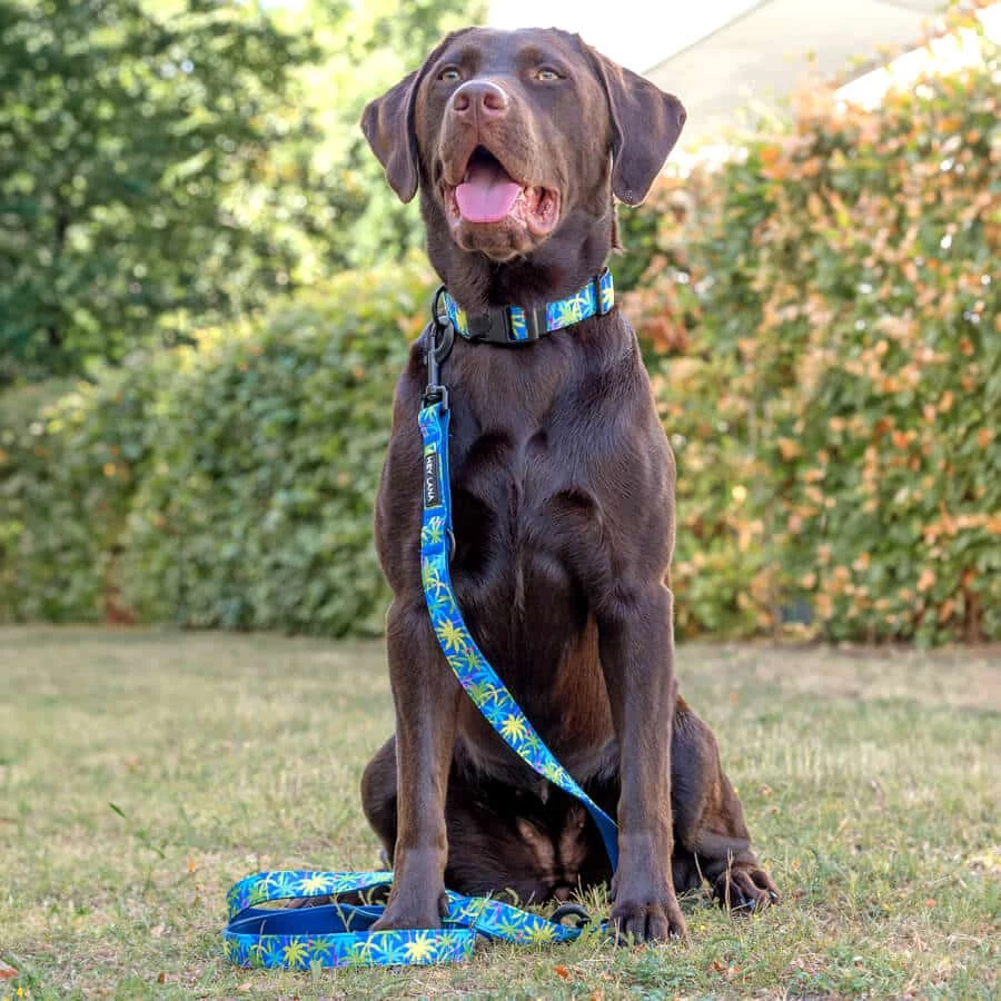Hund mit Hundehalsband Palm Beach Gepolstert mit Sicherheitsverschluss und Leine Hund mit Hundehalsband Palm Beach Gepolstert mit Sicherheitsverschluss und Leine