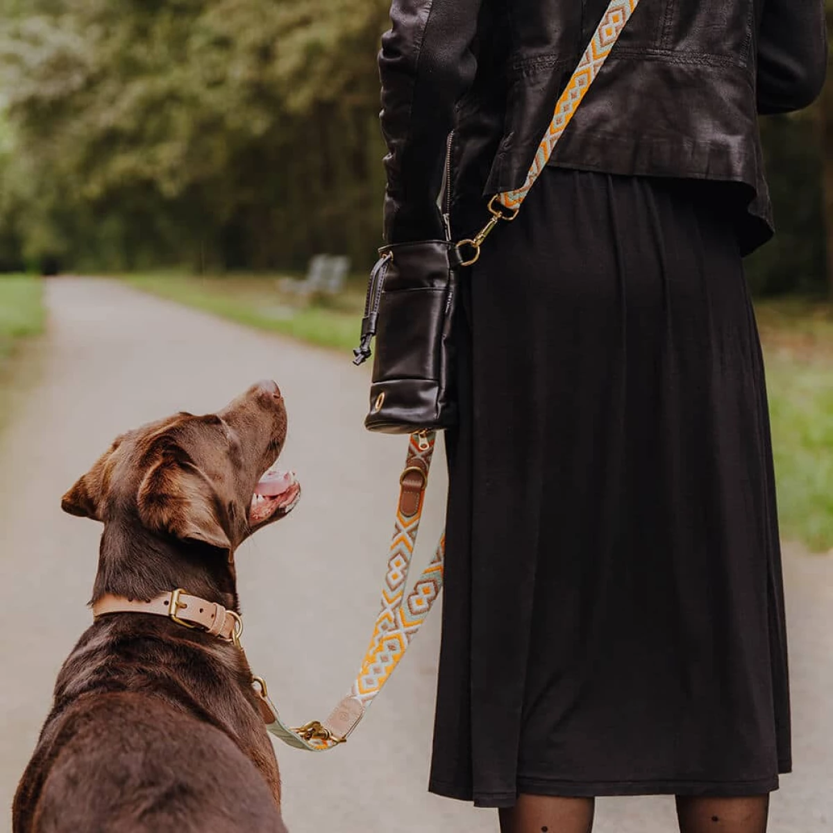 Dog walks with human with dog collar and dog leash in mint orange