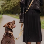 Dog walks with human with dog collar and dog leash in mint orange