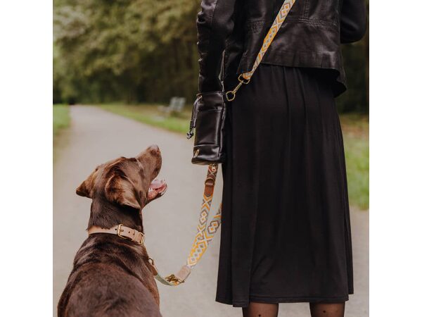 Hund geht mit Mensch Gassi mit Hundehalsband und Hundeleine in Mint-Orange
