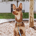 Dog collar Outdoor FLEX - Waterproof - Taupe/Blue - Image 3