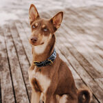 Premium padded dog collar - black/white