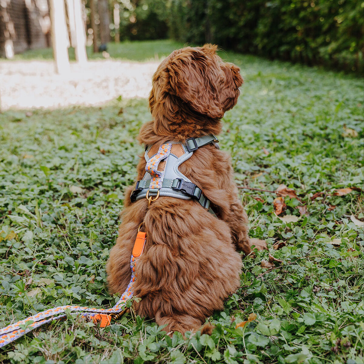 Premium Padded Dog Harness - Sunset/Eucalyptus - Image 4