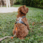 Premium Padded Dog Harness - Sunset/Eucalyptus - Image 4