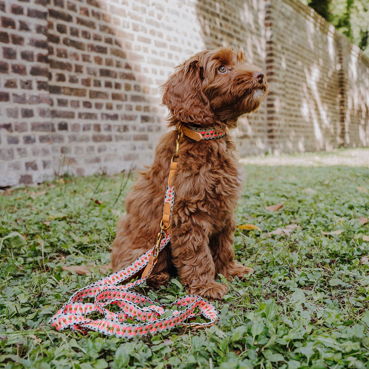 Premium padded dog collar - Pink/beige - Image 7