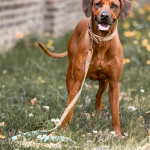 Dog with premium dog collar and lead padded in mint/orange