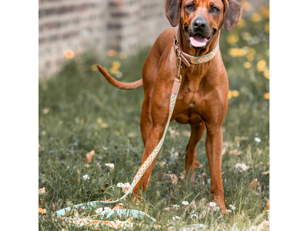 Hund mit Premium Hundehalsband und Leine Gepolstert in Mint/Orange