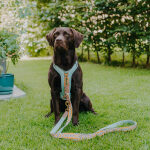 Hund mit Premium Hunde Lederleine und Geschirr ist 3-fach verstellbar 2m in Mint/Orange