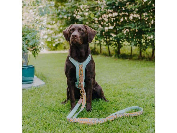 Dog with premium dog leather leash and harness is 3-way adjustable 2m in mint/orange