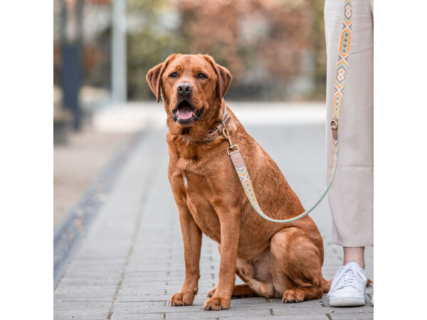 Hund mit Premium Hunde Lederleine und Halsband ist 3-fach verstellbar 2m in Mint/Orange