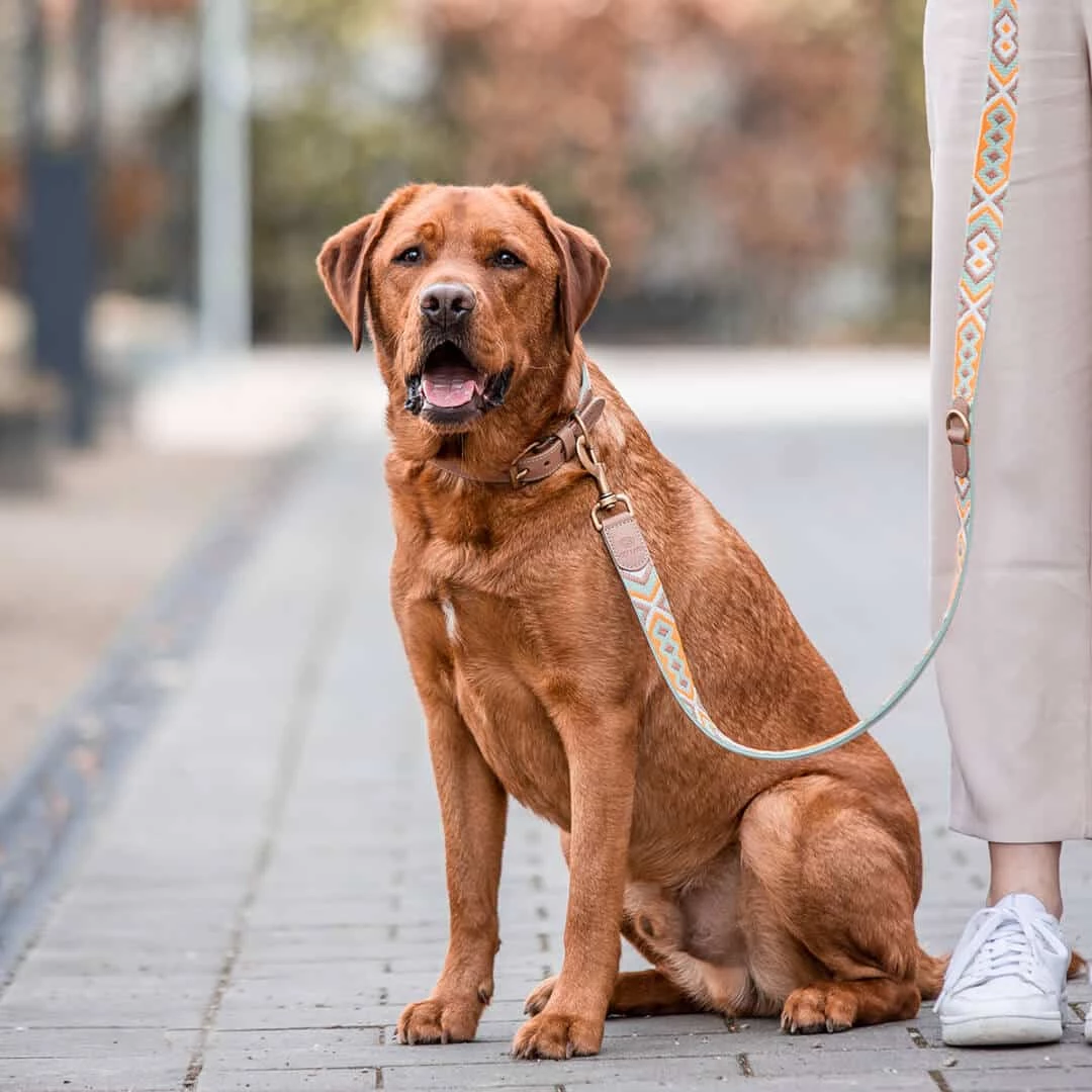 Hund mit Premium Hunde Lederleine und Halsband – 3-fach verstellbar – 2m – Mint/Orange Hund mit Premium Hunde Lederleine und Halsband ist 3-fach verstellbar 2m in Mint/Orange