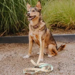 Small dog with collar and lead in mint orange