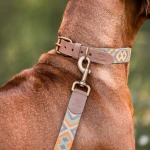 Hund mit Premium Hundehalsband und Leine Gepolstert in Mint/Orange Detail