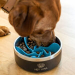 Hund frisst mit Gourmet Bremse - Anti-Schling Einsatz für Hunde Fressnapf
